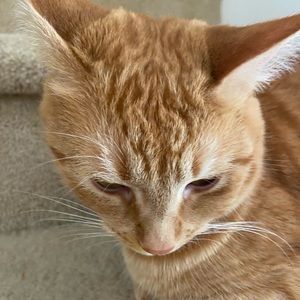 Meet your Posher, Ella